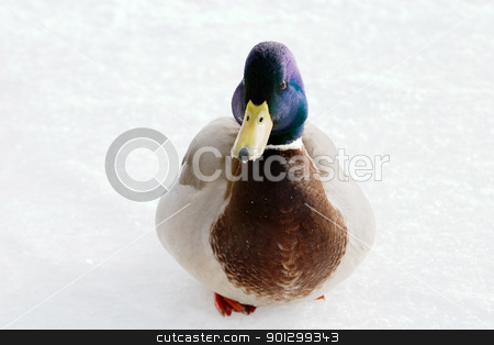 To use this stock image in your creative project, please select the size you need over to the right and click the "Add to Cart" button.
Your downloaded image will come with the Cutcaster watermark removed so don’t worry about the watermark you see on this page. Male Mallard Duck stock photo, A mallard duck on a background of snow and ice. by Tyler Olson