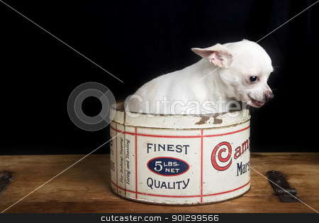 To use this stock image in your creative project, please select the size you need over to the right and click the "Add to Cart" button.
Your downloaded image will come with the Cutcaster watermark removed so don’t worry about the watermark you see on this page. Chiwawa stock photo, A chihuahua posing for the camera by Tyler Olson
