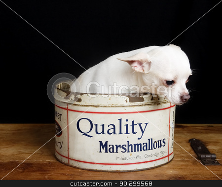 To use this stock image in your creative project, please select the size you need over to the right and click the "Add to Cart" button.
Your downloaded image will come with the Cutcaster watermark removed so don’t worry about the watermark you see on this page. Depressed Chiwawa stock photo, A chihuahua looking depressed in a retro marshmallow tin. by Tyler Olson