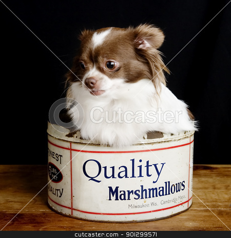 To use this stock image in your creative project, please select the size you need over to the right and click the "Add to Cart" button.
Your downloaded image will come with the Cutcaster watermark removed so don’t worry about the watermark you see on this page. Chiwawa stock photo, A chihuahua posing for the camera by Tyler Olson