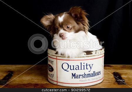 To use this stock image in your creative project, please select the size you need over to the right and click the "Add to Cart" button.
Your downloaded image will come with the Cutcaster watermark removed so don’t worry about the watermark you see on this page. Chihuahua Marshmallows stock photo, A chihuahua posing for the camera in an old fashioned marshmallow tin. by Tyler Olson