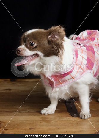 To use this stock image in your creative project, please select the size you need over to the right and click the "Add to Cart" button.
Your downloaded image will come with the Cutcaster watermark removed so don’t worry about the watermark you see on this page. Chiwawa stock photo, A chihuahua posing for the camera by Tyler Olson