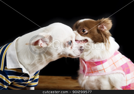 To use this stock image in your creative project, please select the size you need over to the right and click the "Add to Cart" button.
Your downloaded image will come with the Cutcaster watermark removed so don’t worry about the watermark you see on this page. Chihuahua Secret stock photo, A chihuahua telling a secret to another. by Tyler Olson