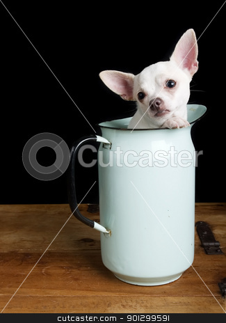 To use this stock image in your creative project, please select the size you need over to the right and click the "Add to Cart" button.
Your downloaded image will come with the Cutcaster watermark removed so don’t worry about the watermark you see on this page. Sad Chihuahua stock photo, A sad chihuahua posing for the camera by Tyler Olson