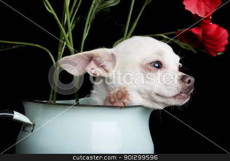 To use this stock image in your creative project, please select the size you need over to the right and click the "Add to Cart" button.
Your downloaded image will come with the Cutcaster watermark removed so don’t worry about the watermark you see on this page. Chihuahua stock photo, A chihuahua posing for the camera by Tyler Olson