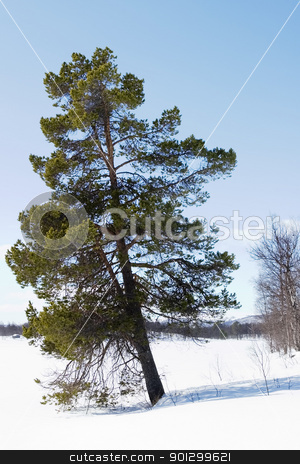 To use this stock image in your creative project, please select the size you need over to the right and click the "Add to Cart" button.
Your downloaded image will come with the Cutcaster watermark removed so don’t worry about the watermark you see on this page. Solitude stock photo, An evergreen tree on a winter landscape. by Tyler Olson