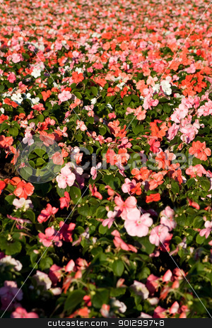 To use this stock image in your creative project, please select the size you need over to the right and click the "Add to Cart" button.
Your downloaded image will come with the Cutcaster watermark removed so don’t worry about the watermark you see on this page. Pink flower Background stock photo, A pink flower background with shallow depth of field. by Tyler Olson