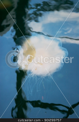 To use this stock image in your creative project, please select the size you need over to the right and click the "Add to Cart" button.
Your downloaded image will come with the Cutcaster watermark removed so don’t worry about the watermark you see on this page. Jellyfish stock photo, A white jellyfish floating in the ocea by Tyler Olson