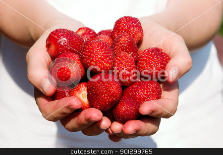 To use this stock image in your creative project, please select the size you need over to the right and click the "Add to Cart" button.
Your downloaded image will come with the Cutcaster watermark removed so don’t worry about the watermark you see on this page. Fresh Strawberries stock photo, A pair of hands holding fresh strawberries by Tyler Olson
