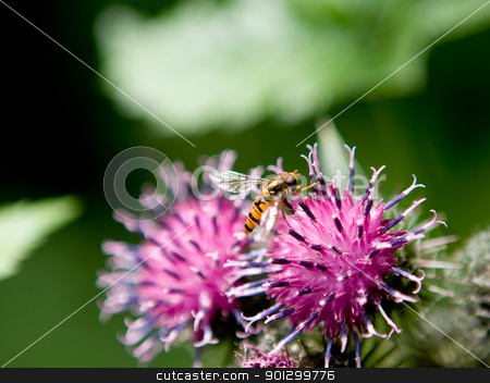 To use this stock image in your creative project, please select the size you need over to the right and click the "Add to Cart" button.
Your downloaded image will come with the Cutcaster watermark removed so don’t worry about the watermark you see on this page. Wasp Macro stock photo, A macro image of a wasp on a purple flower by Tyler Olson