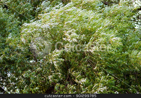 To use this stock image in your creative project, please select the size you need over to the right and click the "Add to Cart" button.
Your downloaded image will come with the Cutcaster watermark removed so don’t worry about the watermark you see on this page. Blowing Tree Background stock photo, A background image of a blowing tree with slight motion blur from wind by Tyler Olson