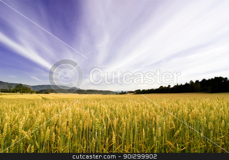 To use this stock image in your creative project, please select the size you need over to the right and click the "Add to Cart" button.
Your downloaded image will come with the Cutcaster watermark removed so don’t worry about the watermark you see on this page. Wheat Field stock photo, A wheat field in a dramatic landscape by Tyler Olson