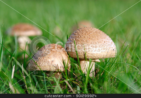 To use this stock image in your creative project, please select the size you need over to the right and click the "Add to Cart" button.
Your downloaded image will come with the Cutcaster watermark removed so don’t worry about the watermark you see on this page. Wild Mushroom stock photo, Two wild mushrooms growing in grass by Tyler Olson
