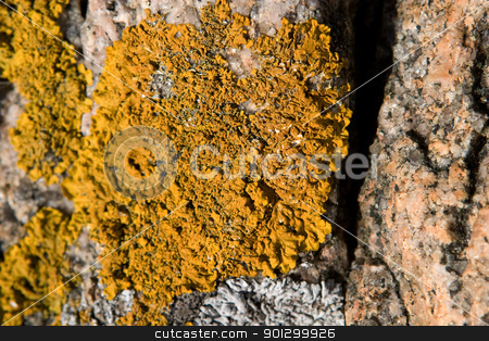 To use this stock image in your creative project, please select the size you need over to the right and click the "Add to Cart" button.
Your downloaded image will come with the Cutcaster watermark removed so don’t worry about the watermark you see on this page. Yellow Fungus Texture stock photo, A yellow fungus on a rock by Tyler Olson