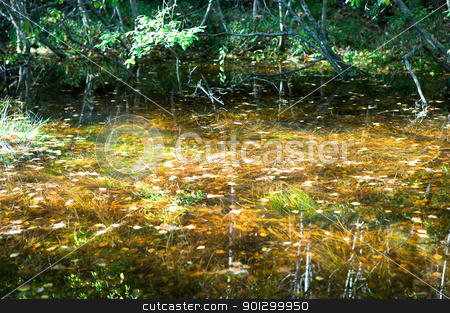 To use this stock image in your creative project, please select the size you need over to the right and click the "Add to Cart" button.
Your downloaded image will come with the Cutcaster watermark removed so don’t worry about the watermark you see on this page. Fall Reflections stock photo, Reflections of yellow, red and orange leaves in a small pool of water in the forest. by Tyler Olson