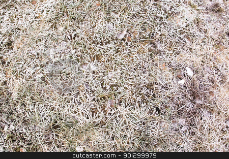To use this stock image in your creative project, please select the size you need over to the right and click the "Add to Cart" button.
Your downloaded image will come with the Cutcaster watermark removed so don’t worry about the watermark you see on this page. Frost Texture on Grass stock photo, Texture image of Cold dead grass and leaves frosted over. by Tyler Olson