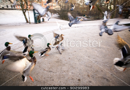 To use this stock image in your creative project, please select the size you need over to the right and click the "Add to Cart" button.
Your downloaded image will come with the Cutcaster watermark removed so don’t worry about the watermark you see on this page. Frantic Ducks stock photo, A group of mallard ducks fly up in a quick escape. Image has motion blur. by Tyler Olson
