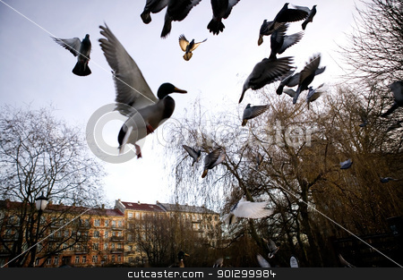 To use this stock image in your creative project, please select the size you need over to the right and click the "Add to Cart" button.
Your downloaded image will come with the Cutcaster watermark removed so don’t worry about the watermark you see on this page. Birds in Flight Sihlouette stock photo, Mallard ducks in flight over the city, captured with motion blur. by Tyler Olson