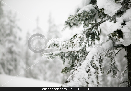To use this stock image in your creative project, please select the size you need over to the right and click the "Add to Cart" button.
Your downloaded image will come with the Cutcaster watermark removed so don’t worry about the watermark you see on this page. Tree Landscape stock photo, White winter texture and mood image. A winter setting with lots of snow. by Tyler Olson