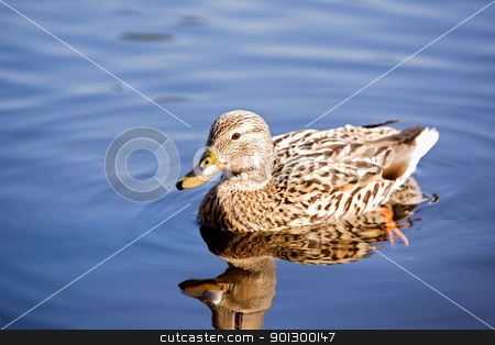 To use this stock image in your creative project, please select the size you need over to the right and click the "Add to Cart" button.
Your downloaded image will come with the Cutcaster watermark removed so don’t worry about the watermark you see on this page. Female Mallard Duck stock photo, A female mallard duck peacefully swimming; by Tyler Olson
