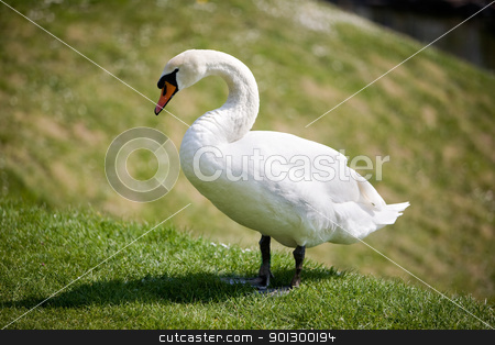 To use this stock image in your creative project, please select the size you need over to the right and click the "Add to Cart" button.
Your downloaded image will come with the Cutcaster watermark removed so don’t worry about the watermark you see on this page. Swan Detail stock photo, A swan standing on grass by Tyler Olson