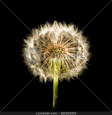To use this stock image in your creative project, please select the size you need over to the right and click the "Add to Cart" button.
Your downloaded image will come with the Cutcaster watermark removed so don’t worry about the watermark you see on this page. Dandelion Glow stock photo, A dandelion isolated on black by Tyler Olson