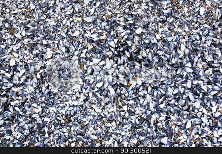 To use this stock image in your creative project, please select the size you need over to the right and click the "Add to Cart" button.
Your downloaded image will come with the Cutcaster watermark removed so don’t worry about the watermark you see on this page. Shell Background stock photo, A shell background texture with millions of shells by Tyler Olson