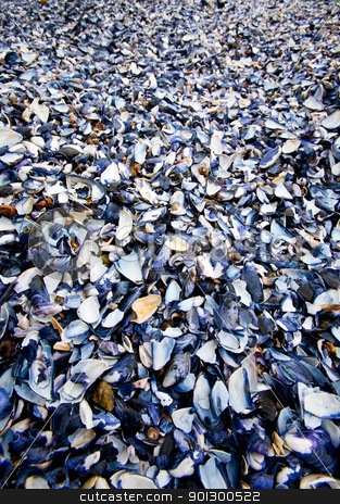 To use this stock image in your creative project, please select the size you need over to the right and click the "Add to Cart" button.
Your downloaded image will come with the Cutcaster watermark removed so don’t worry about the watermark you see on this page. Shell Background stock photo, A shell background texture with millions of shells by Tyler Olson