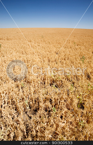 To use this stock image in your creative project, please select the size you need over to the right and click the "Add to Cart" button.
Your downloaded image will come with the Cutcaster watermark removed so don’t worry about the watermark you see on this page. Pea Field stock photo, A ripe pea field on the flat prairies by Tyler Olson