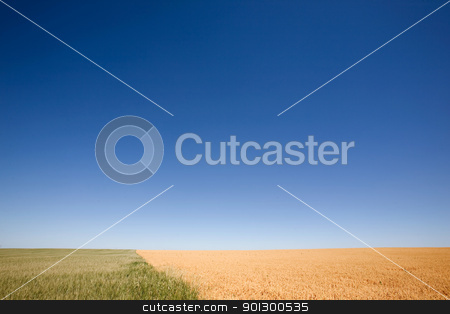 To use this stock image in your creative project, please select the size you need over to the right and click the "Add to Cart" button.
Your downloaded image will come with the Cutcaster watermark removed so don’t worry about the watermark you see on this page. Wheat and Peas Contrast stock photo, A wheat field contrasted against a pea field with a flat prairie horizon by Tyler Olson