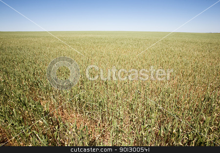 To use this stock image in your creative project, please select the size you need over to the right and click the "Add to Cart" button.
Your downloaded image will come with the Cutcaster watermark removed so don’t worry about the watermark you see on this page. Wheat Field stock photo, Wheat in a field against a clear blue sky taken from a low vantage point. by Tyler Olson
