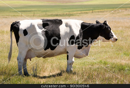 To use this stock image in your creative project, please select the size you need over to the right and click the "Add to Cart" button.
Your downloaded image will come with the Cutcaster watermark removed so don’t worry about the watermark you see on this page. Unamused Holstein Cow stock photo, A holstein cow standing calmly in the grass looking at the camera with a sly look :) by Tyler Olson