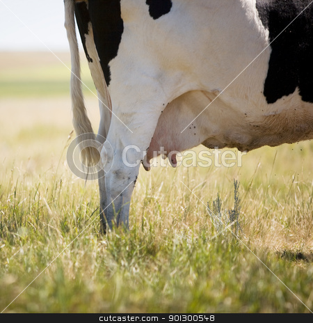 To use this stock image in your creative project, please select the size you need over to the right and click the "Add to Cart" button.
Your downloaded image will come with the Cutcaster watermark removed so don’t worry about the watermark you see on this page. Cow Swatting Flies stock photo, A cow standing in grass swatting flies with it's tail. by Tyler Olson