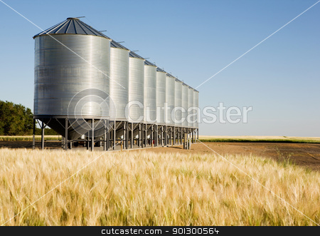 To use this stock image in your creative project, please select the size you need over to the right and click the "Add to Cart" button.
Your downloaded image will come with the Cutcaster watermark removed so don’t worry about the watermark you see on this page. Metal Grain Bin stock photo, Grain bins in the distance with a wheat field in the foreground. Shallow depth of field is used to bring attention to the grain bins. by Tyler Olson