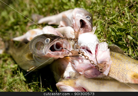 To use this stock image in your creative project, please select the size you need over to the right and click the "Add to Cart" button.
Your downloaded image will come with the Cutcaster watermark removed so don’t worry about the watermark you see on this page. Fresh Fish stock photo, A group of freshly caught fish on grass by Tyler Olson