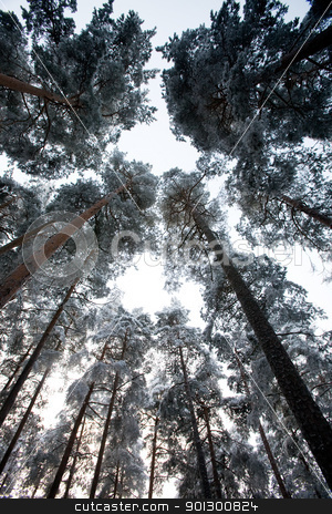 To use this stock image in your creative project, please select the size you need over to the right and click the "Add to Cart" button.
Your downloaded image will come with the Cutcaster watermark removed so don’t worry about the watermark you see on this page. Winter Frost stock photo, A forest filled with frost and snow by Tyler Olson