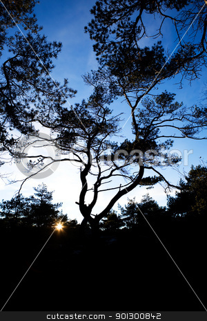 To use this stock image in your creative project, please select the size you need over to the right and click the "Add to Cart" button.
Your downloaded image will come with the Cutcaster watermark removed so don’t worry about the watermark you see on this page. Pine Tree Silhouette stock photo, A group of gnarled pine trees against a bright sunset by Tyler Olson