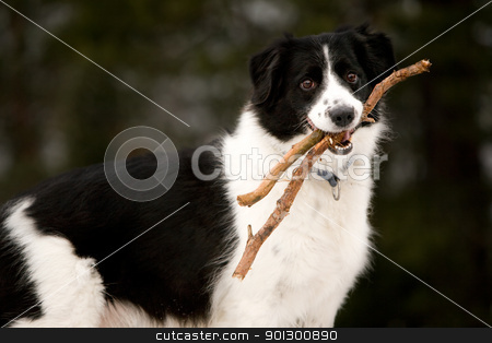 To use this stock image in your creative project, please select the size you need over to the right and click the "Add to Cart" button.
Your downloaded image will come with the Cutcaster watermark removed so don’t worry about the watermark you see on this page. Happy dog stock photo, A dog holding a stick read to play fetch by Tyler Olson