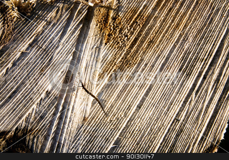 To use this stock image in your creative project, please select the size you need over to the right and click the "Add to Cart" button.
Your downloaded image will come with the Cutcaster watermark removed so don’t worry about the watermark you see on this page. Wood Saw Texture stock photo, A tree stump texture from being cut with a saw by Tyler Olson