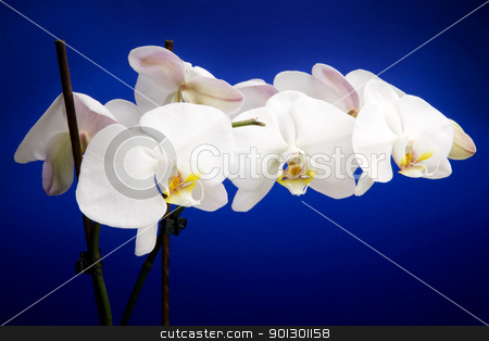 To use this stock image in your creative project, please select the size you need over to the right and click the "Add to Cart" button.
Your downloaded image will come with the Cutcaster watermark removed so don’t worry about the watermark you see on this page. White Orchid stock photo, A white orchid over blue - Phalaenopsis Amabilis Moon Orchid by Tyler Olson