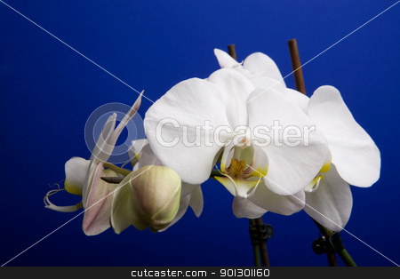 To use this stock image in your creative project, please select the size you need over to the right and click the "Add to Cart" button.
Your downloaded image will come with the Cutcaster watermark removed so don’t worry about the watermark you see on this page. Moon Orchid stock photo, A close up of an orchid flower; Phalaenopsis Amabilis by Tyler Olson