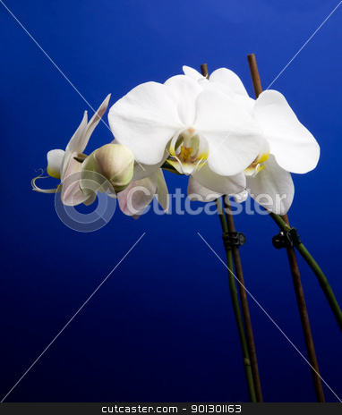 To use this stock image in your creative project, please select the size you need over to the right and click the "Add to Cart" button.
Your downloaded image will come with the Cutcaster watermark removed so don’t worry about the watermark you see on this page. Orchid stock photo, A white orchid over blue - Phalaenopsis Amabilis Moon Orchid by Tyler Olson