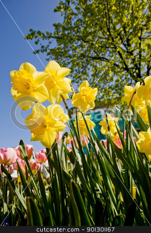To use this stock image in your creative project, please select the size you need over to the right and click the "Add to Cart" button.
Your downloaded image will come with the Cutcaster watermark removed so don’t worry about the watermark you see on this page. Yellow Daffodil stock photo, Yellow Daffodil in a flower bed by Tyler Olson