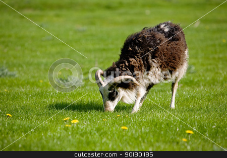To use this stock image in your creative project, please select the size you need over to the right and click the "Add to Cart" button.
Your downloaded image will come with the Cutcaster watermark removed so don’t worry about the watermark you see on this page. Grazing Sheep stock photo, A side view of a sheep with horns grazing in the pasture. by Tyler Olson