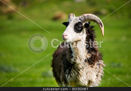 To use this stock image in your creative project, please select the size you need over to the right and click the "Add to Cart" button.
Your downloaded image will come with the Cutcaster watermark removed so don’t worry about the watermark you see on this page. Sheep Ram stock photo, A mountain sheep ram with horns by Tyler Olson