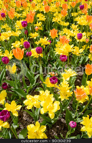 To use this stock image in your creative project, please select the size you need over to the right and click the "Add to Cart" button.
Your downloaded image will come with the Cutcaster watermark removed so don’t worry about the watermark you see on this page. Flower Bed Background stock photo, A flower bed with yellow orange and purple tulips and daffodils by Tyler Olson