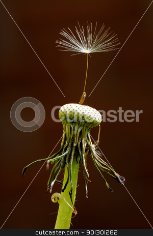 To use this stock image in your creative project, please select the size you need over to the right and click the "Add to Cart" button.
Your downloaded image will come with the Cutcaster watermark removed so don’t worry about the watermark you see on this page. Dandelion Seed stock photo, A single seed left on a dandelion Latin Name: Taraxacum officinale by Tyler Olson