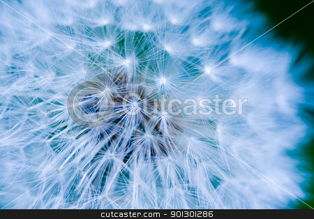 To use this stock image in your creative project, please select the size you need over to the right and click the "Add to Cart" button.
Your downloaded image will come with the Cutcaster watermark removed so don’t worry about the watermark you see on this page. Dandelion Seed Background stock photo, Dandelion seed background macro texture by Tyler Olson