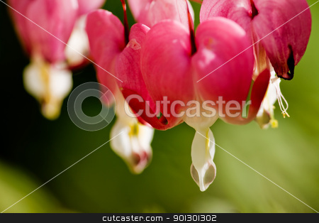 To use this stock image in your creative project, please select the size you need over to the right and click the "Add to Cart" button.
Your downloaded image will come with the Cutcaster watermark removed so don’t worry about the watermark you see on this page. Bleeding Heart Background stock photo, Bleeding Heart Macro - latin: dicentra formosa by Tyler Olson