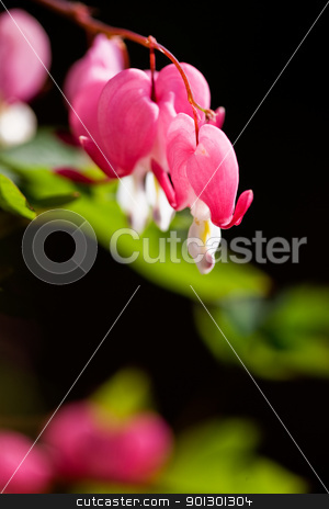 To use this stock image in your creative project, please select the size you need over to the right and click the "Add to Cart" button.
Your downloaded image will come with the Cutcaster watermark removed so don’t worry about the watermark you see on this page. Bleeding Heart stock photo, Bleeding Heart flower macro by Tyler Olson